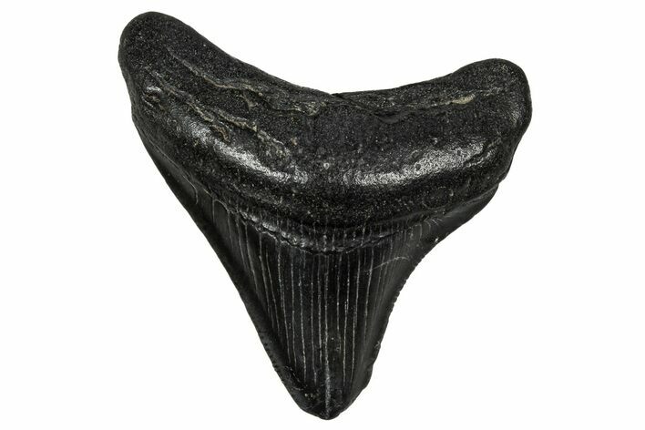 Juvenile Megalodon Tooth - South Carolina #340653
